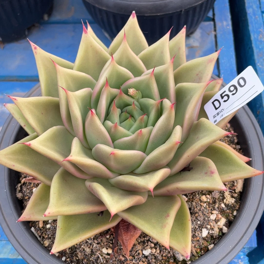 无花朵若如东云单拍D590