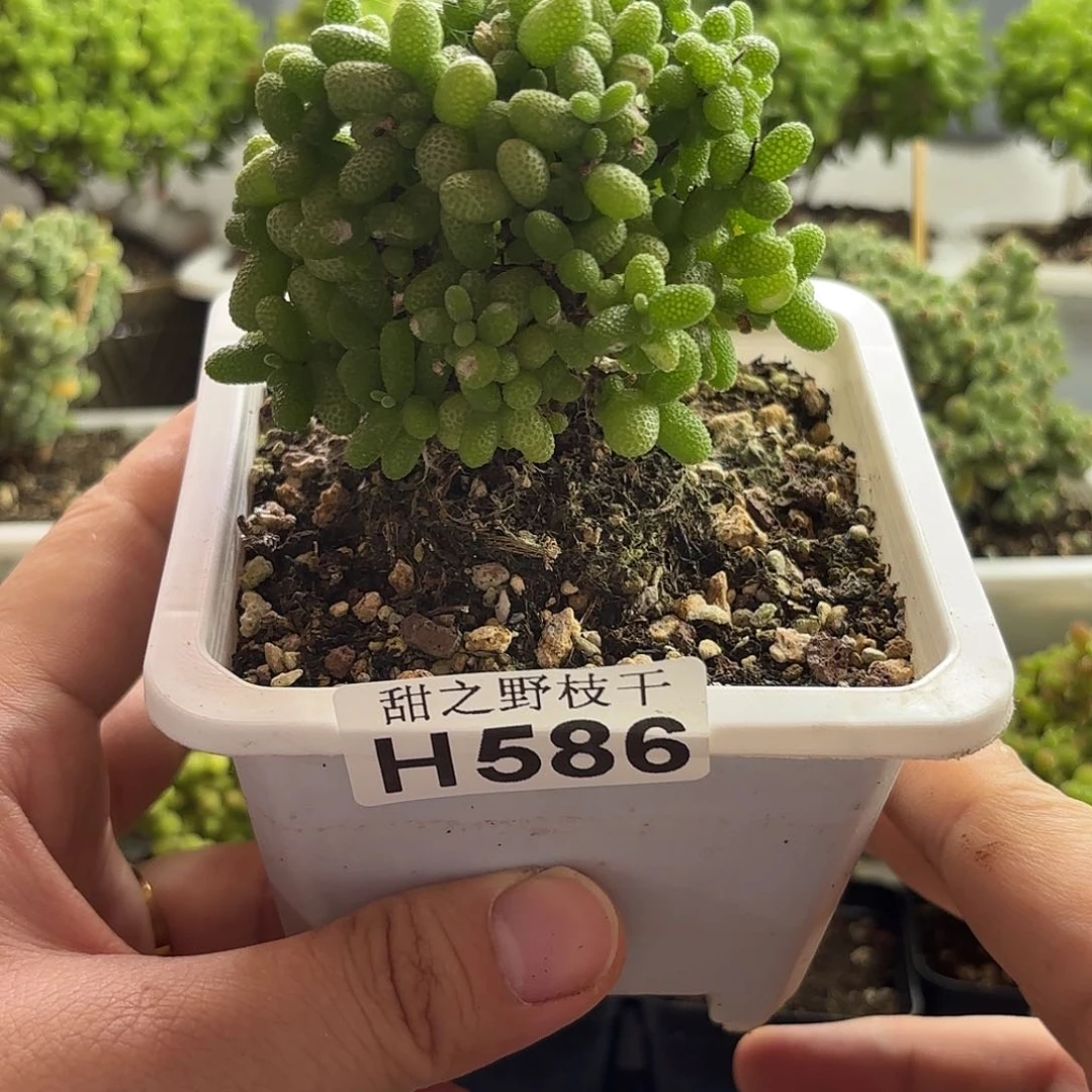 金橘枝干番杏586。