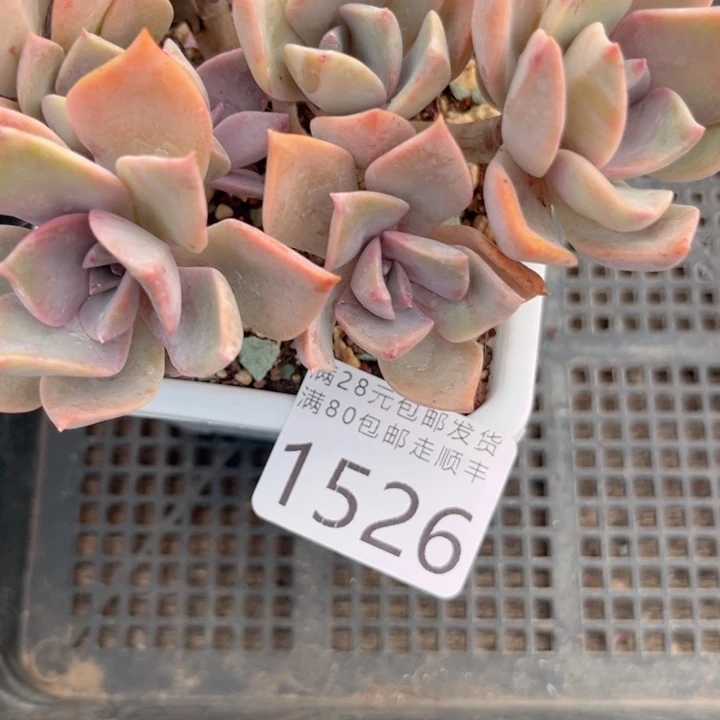 张***阳大1526hjjjjjjjjjjjj