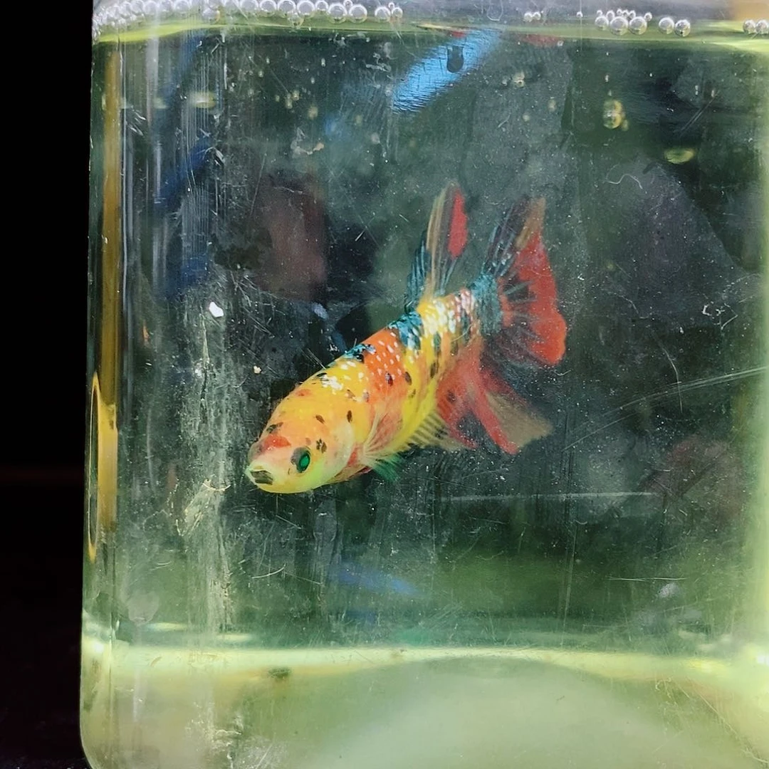 y***n斗鱼黑210号将军巨斗