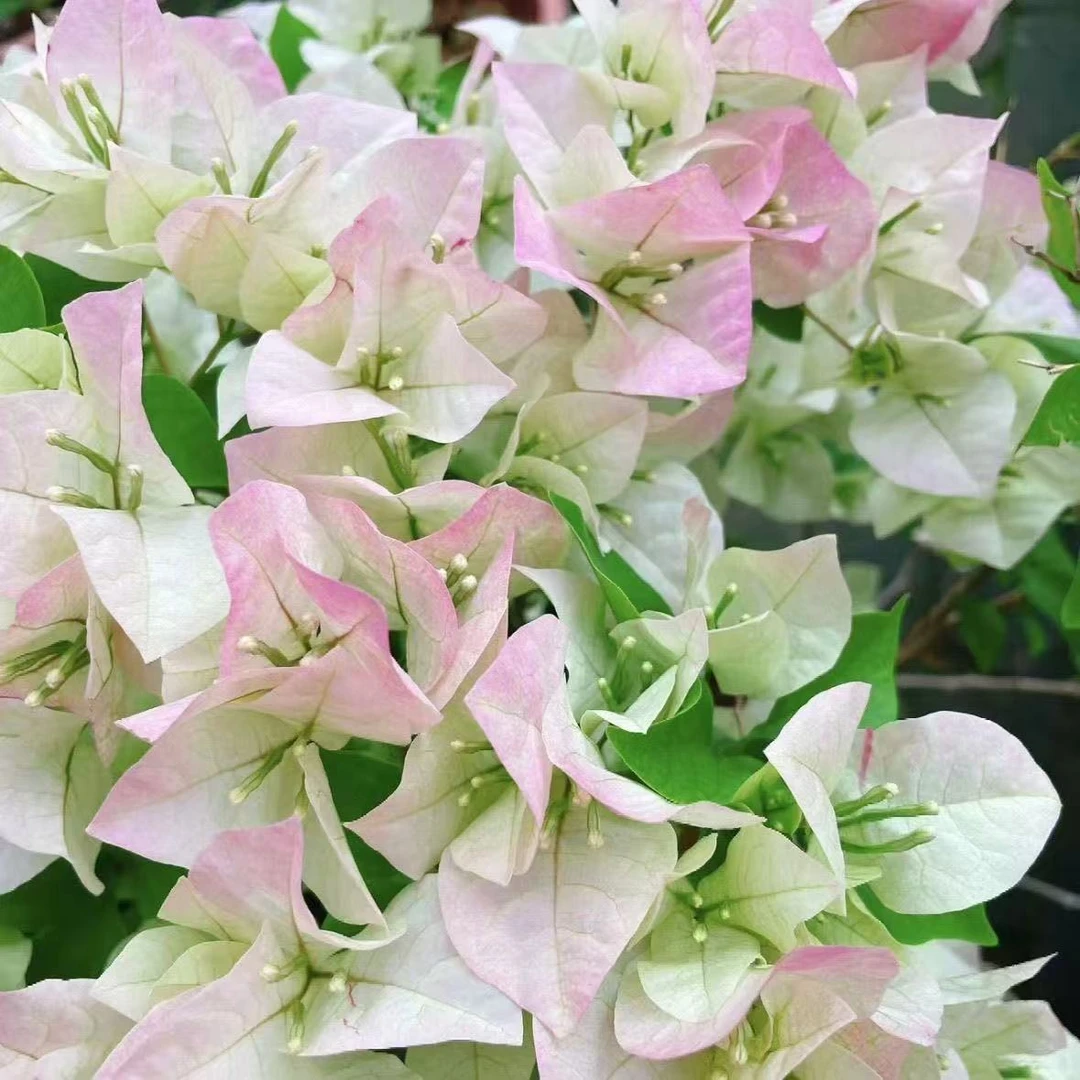 【绿樱】三角梅勤花四季开花基地直发