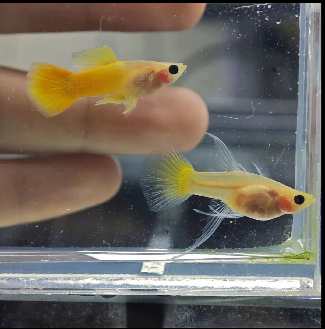 3月龄短体玻璃猫孔雀鱼1对（公2cm母2.5cm）[2单发货 入缸不包损]