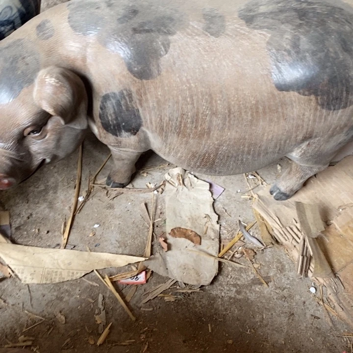 紫砂茶叶罐大*瓷器工艺品摆件工艺品