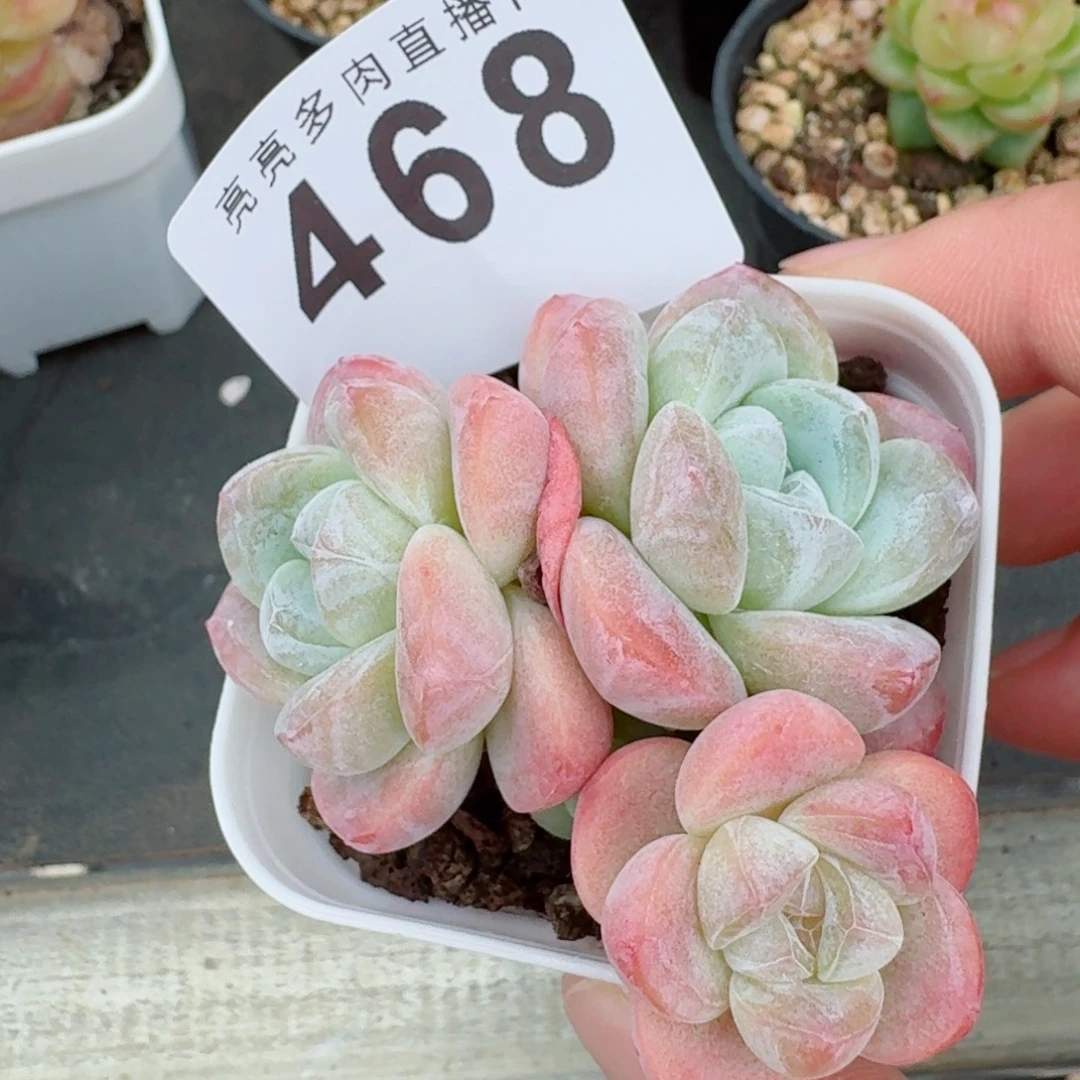 糖心冰玉            精美多肉植物