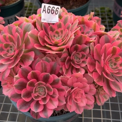 666女巫23厘米左右