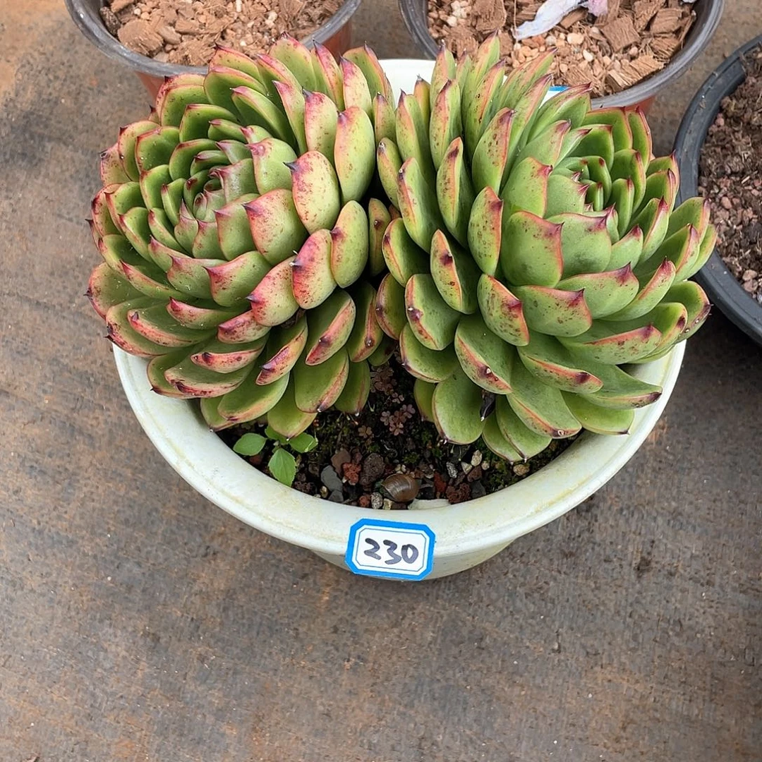 230月亮石一物一拍多肉