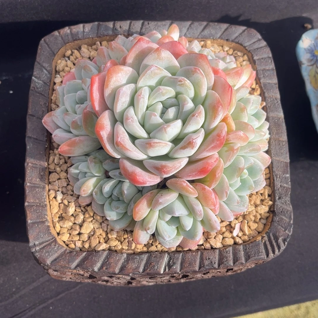 胡***卷乱乱讲话的冰玉手捧