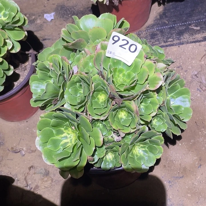 不**系多肉植物断枝不包920欣尼亚