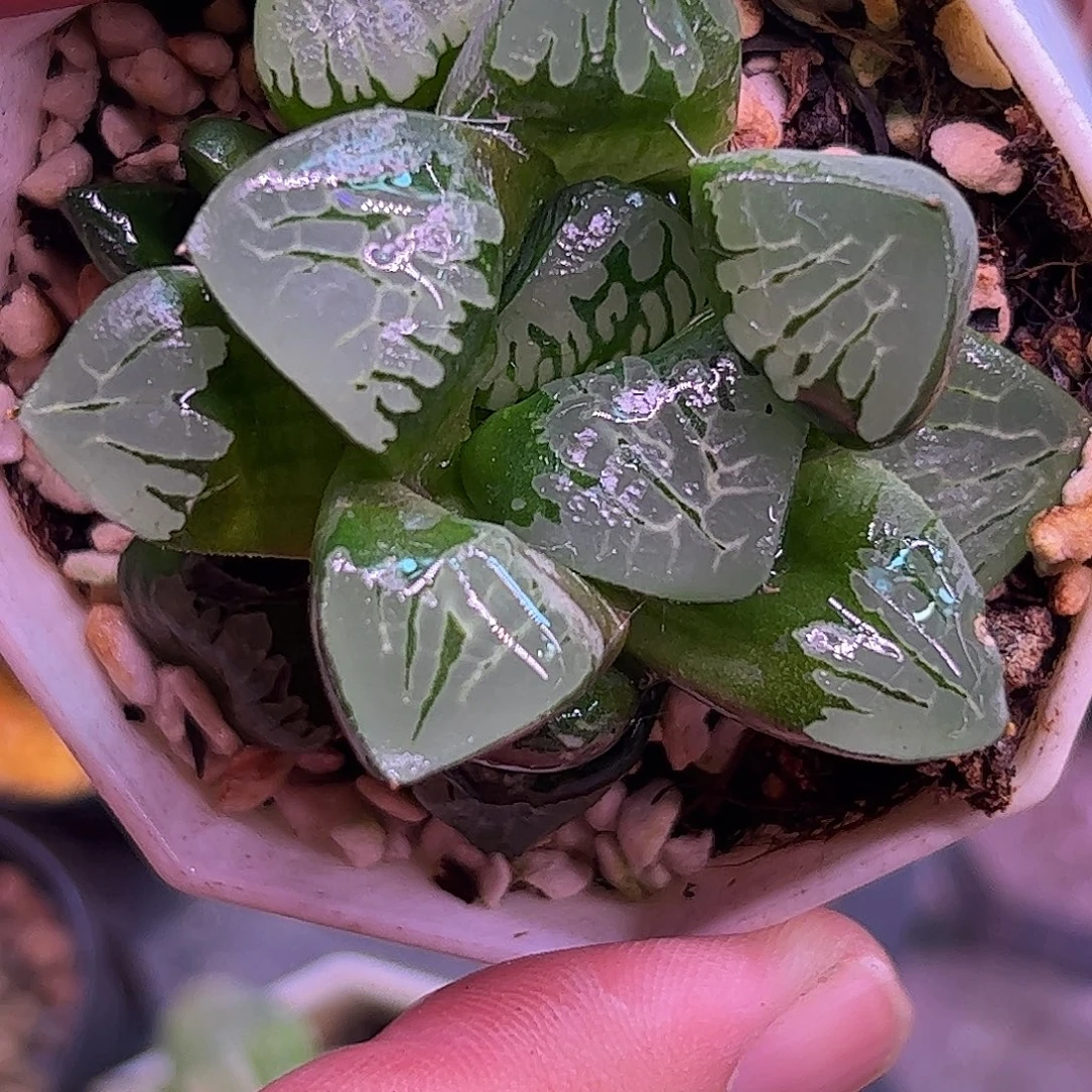 实生寿特选十二卷十二