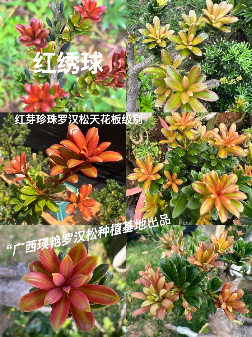 红绣球红芽珍珠罗汉松 红芽珍珠罗汉松 公树