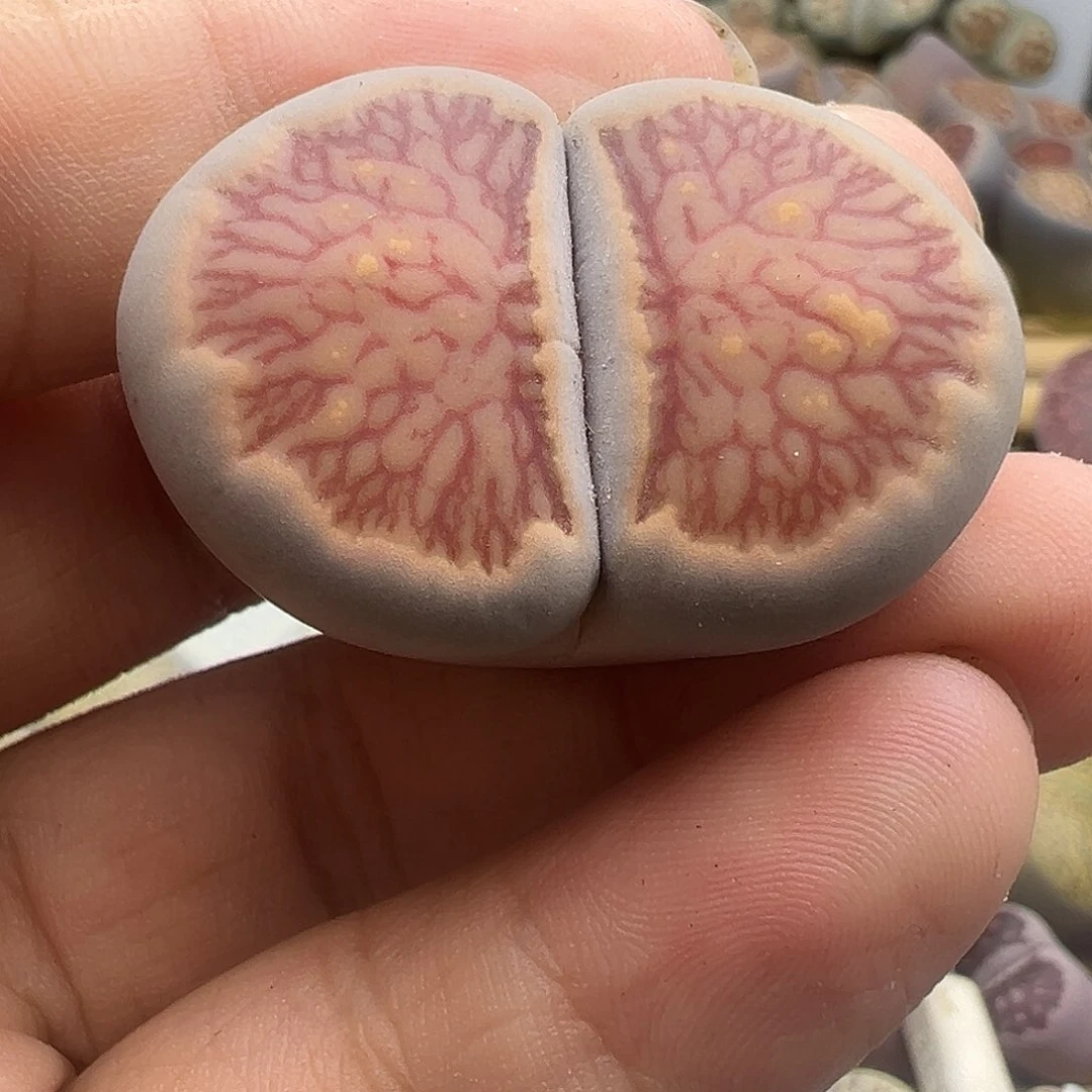 253美菊福利11111111111