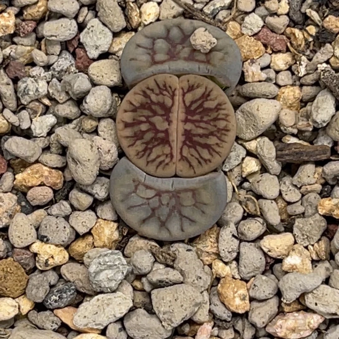 1771线招福脑纹尺寸1.5