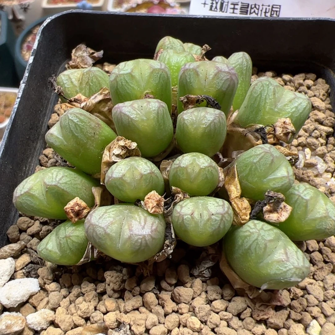 【闪购商品】314开播福利大群