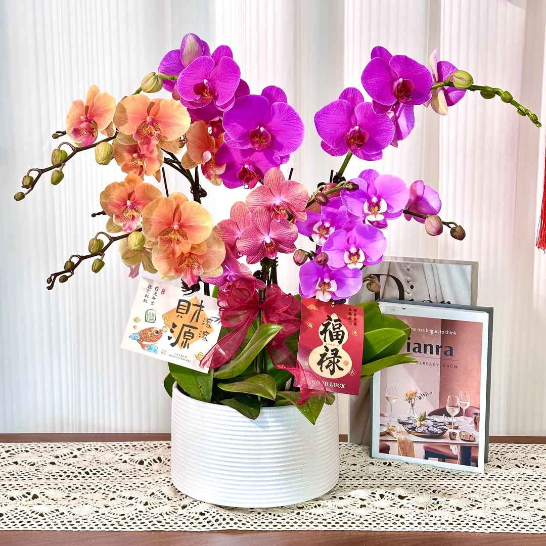 【全家福】室内蝴蝶兰花盆栽  年宵花  懒人绿植  送人送礼