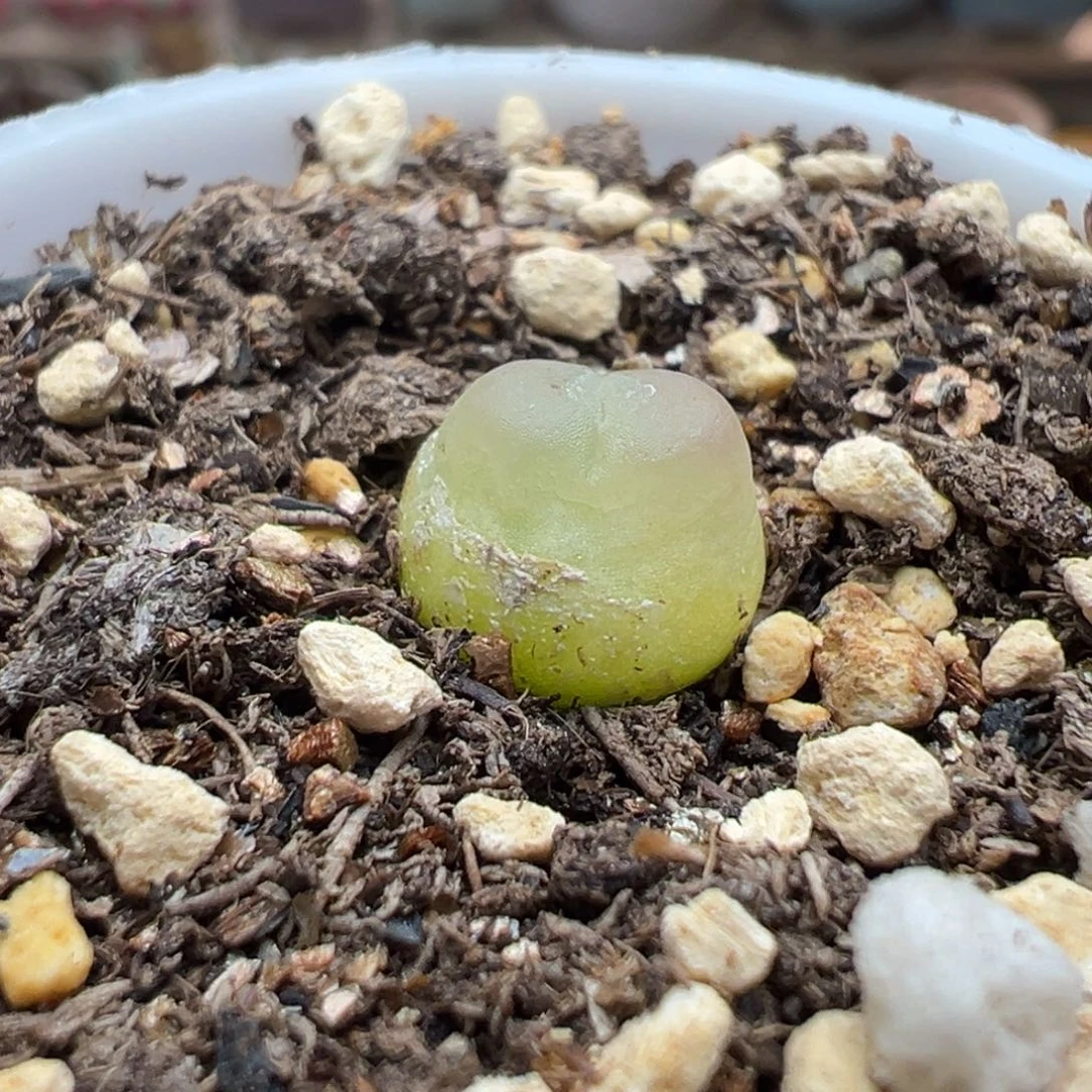 多肉植物116号拉登