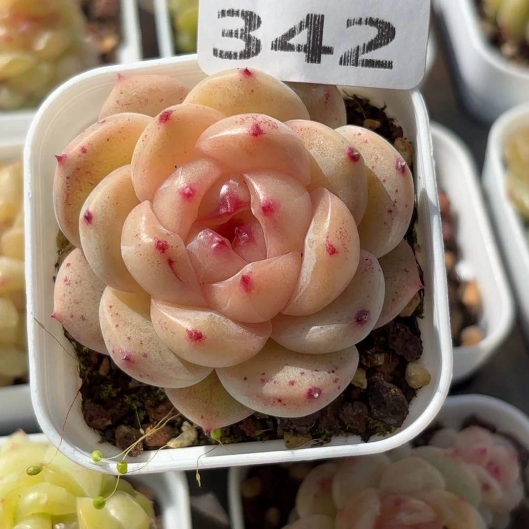 342抖腿小技巧你可以尝试