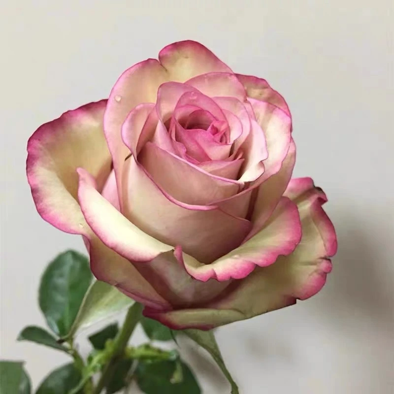 美人 云南玫瑰花苗大花浓香四季开花月季老根花卉绿植盆栽植物