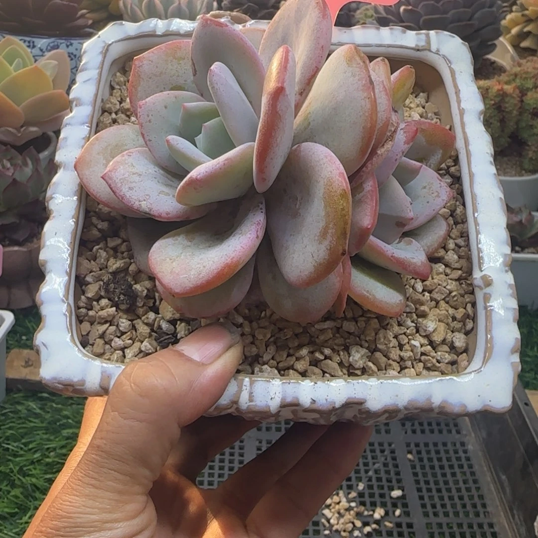 锦安精品多肉植物262