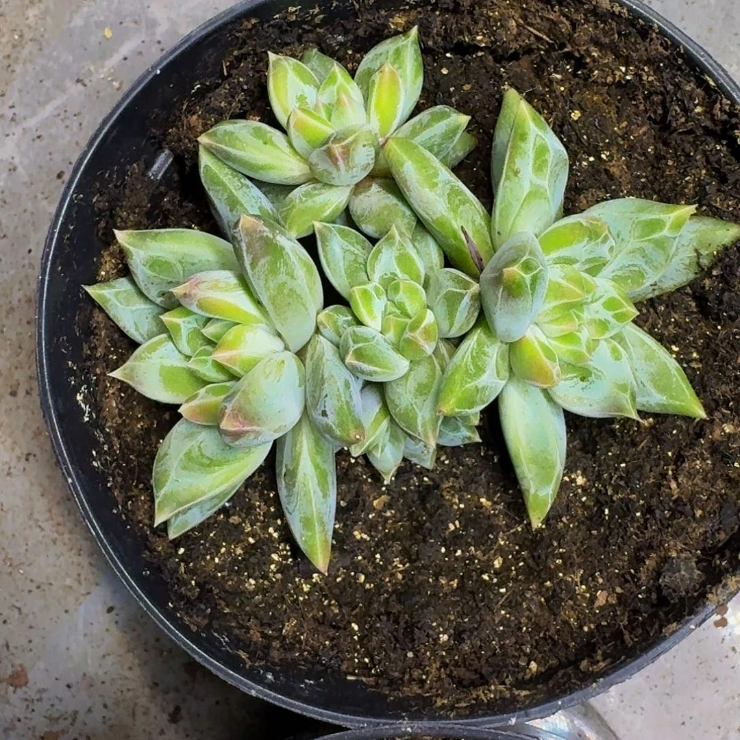 敏***姐青禾美人 一物一拍