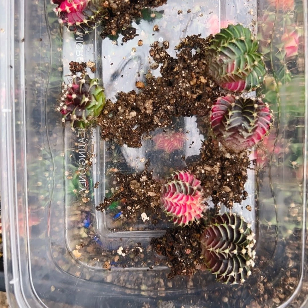 *****当前无花栽培后可以开花