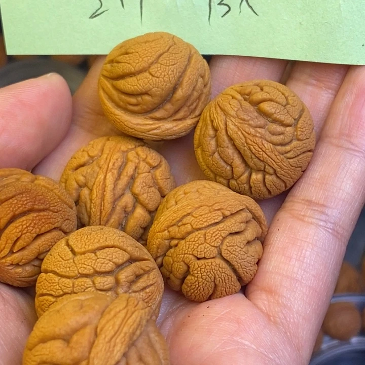 桃核吊坠秦岭龙纹桃核2.1尺寸