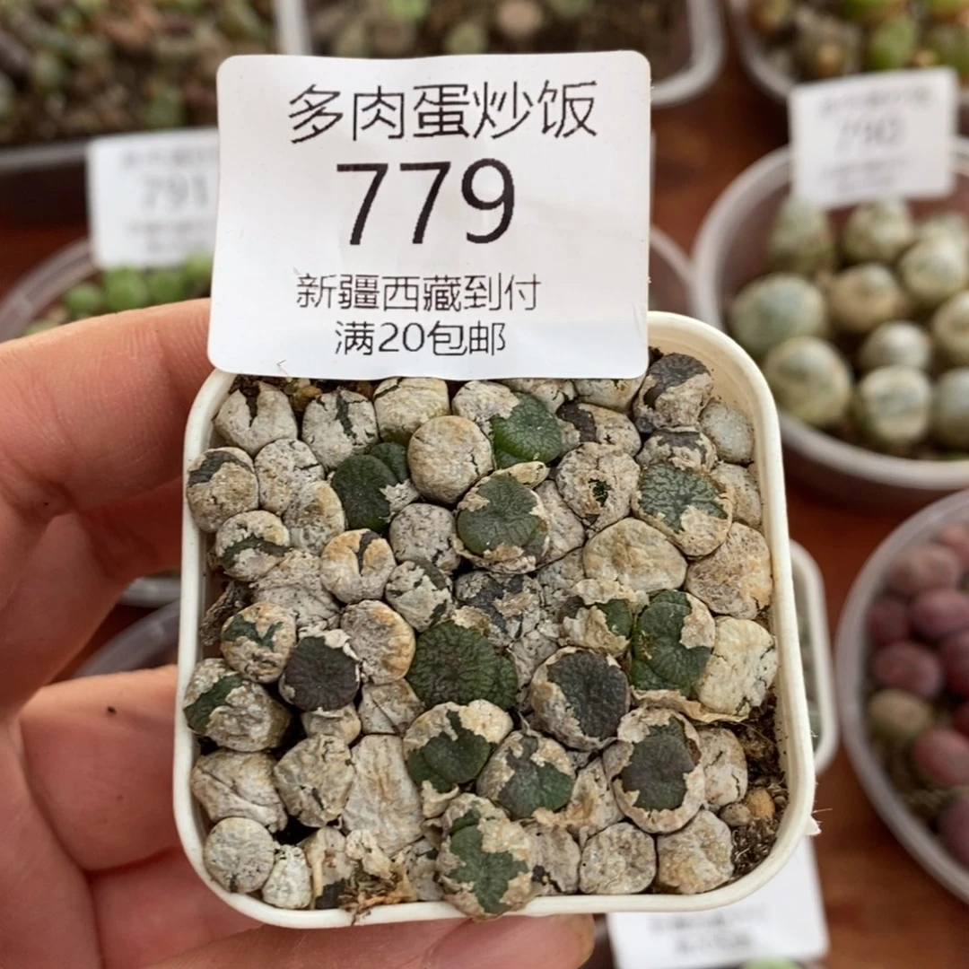 感谢您的支持，00779
