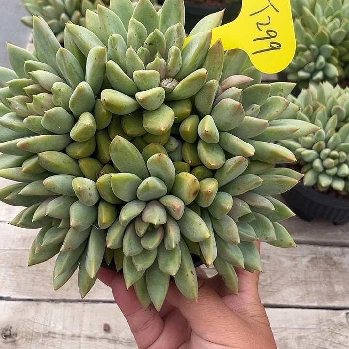 红象牙多肉植物群生299