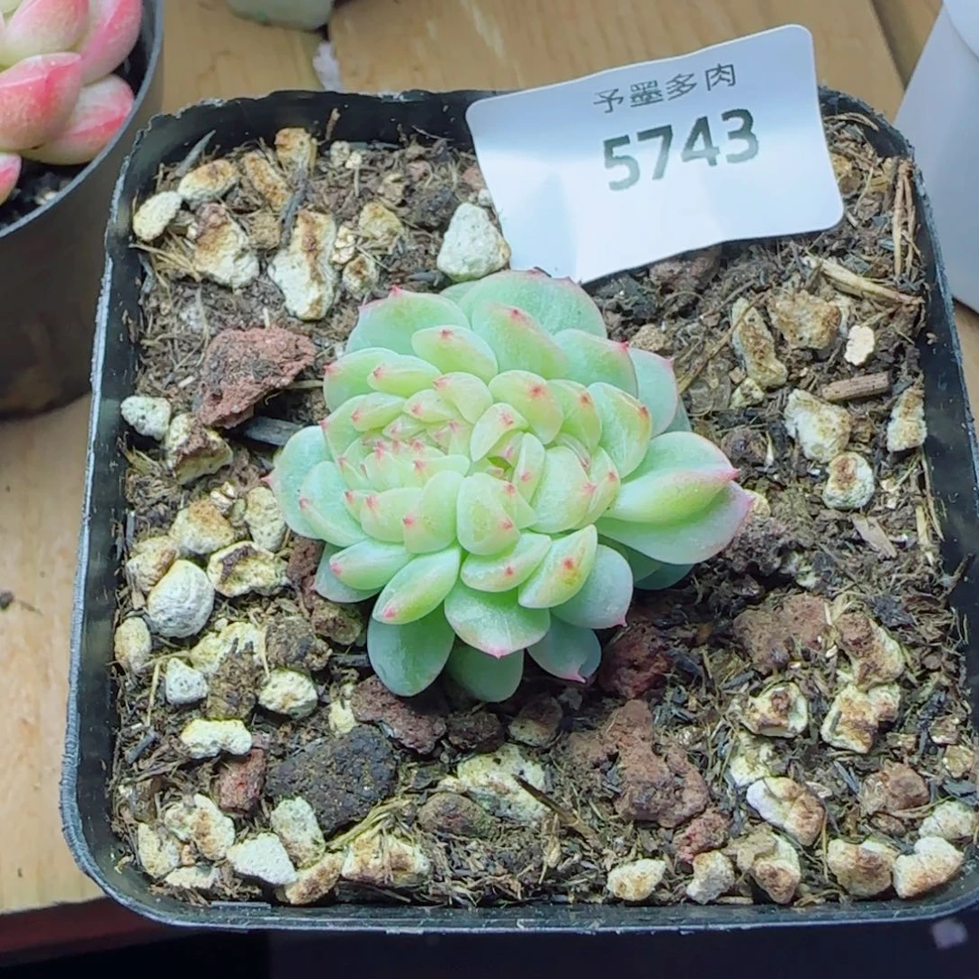 纸鸢缀化，5743多肉植物