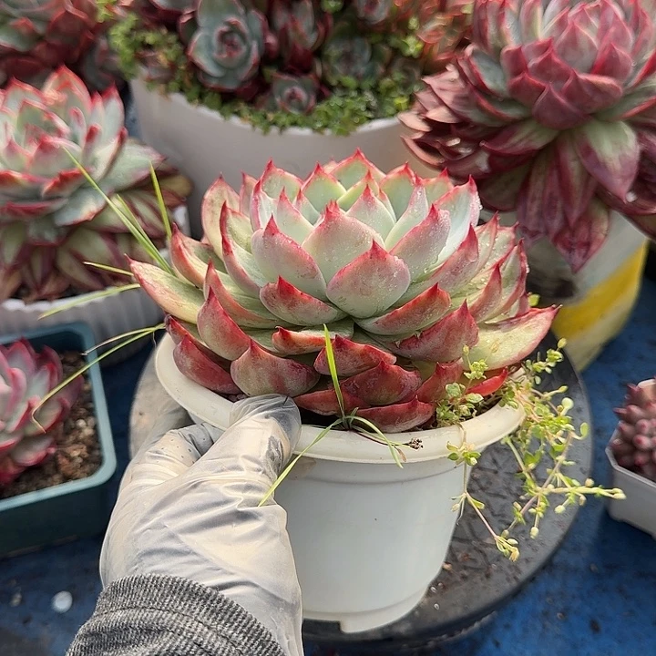 惊鸿惊鸿惊鸿 12 公分内勾