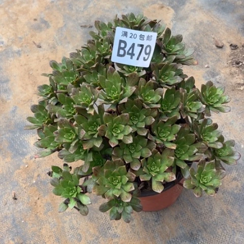 479绿茶不包断枝