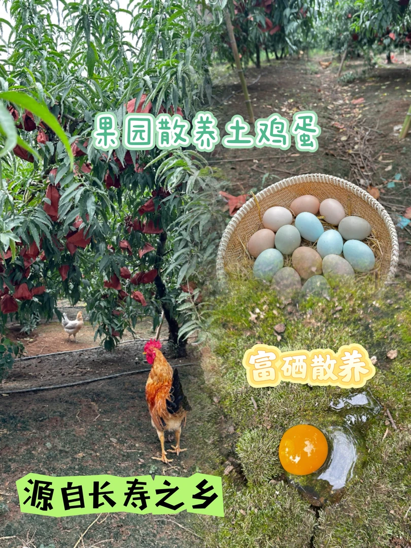 果园散养农家土鸡蛋绿壳+粉壳