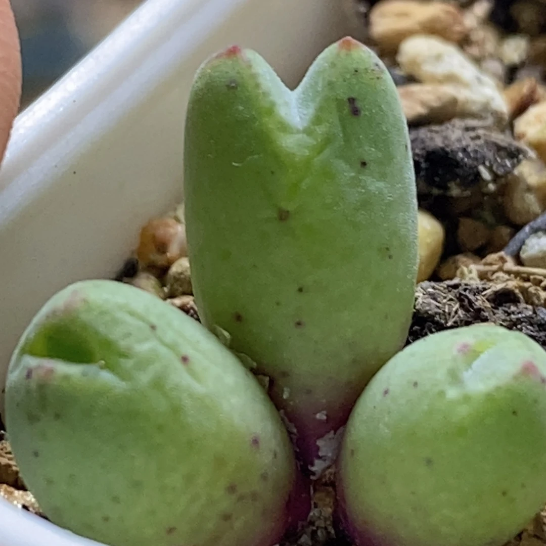 好看好看好看zhuti