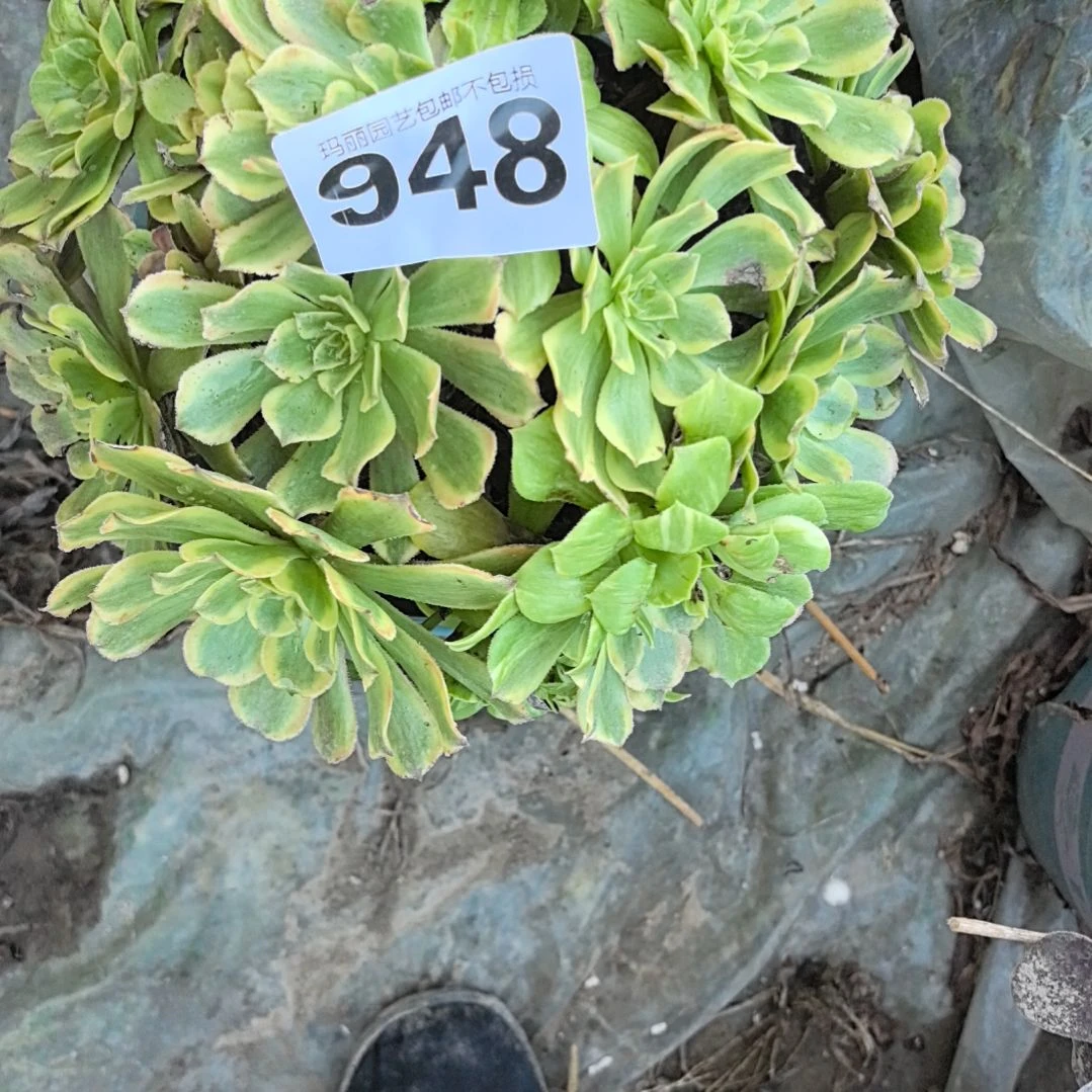 948粉黛花花外卖法师