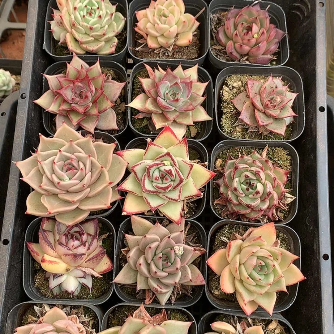 【闪购商品】云886号