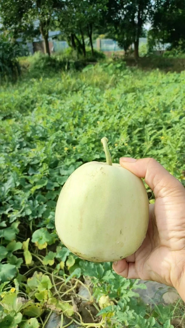 头茬香瓜甜瓜脆甜爽口当季新鲜水果