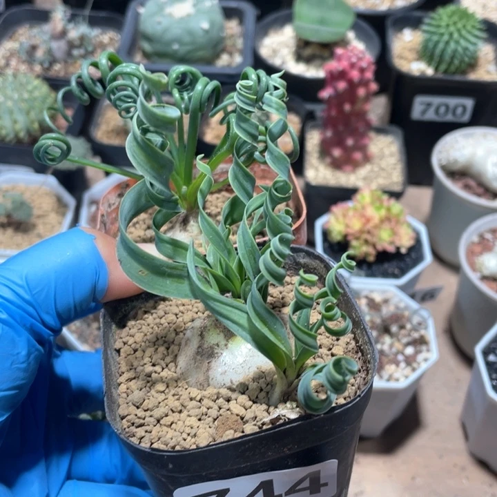 于*童744宽叶弹簧草2颗