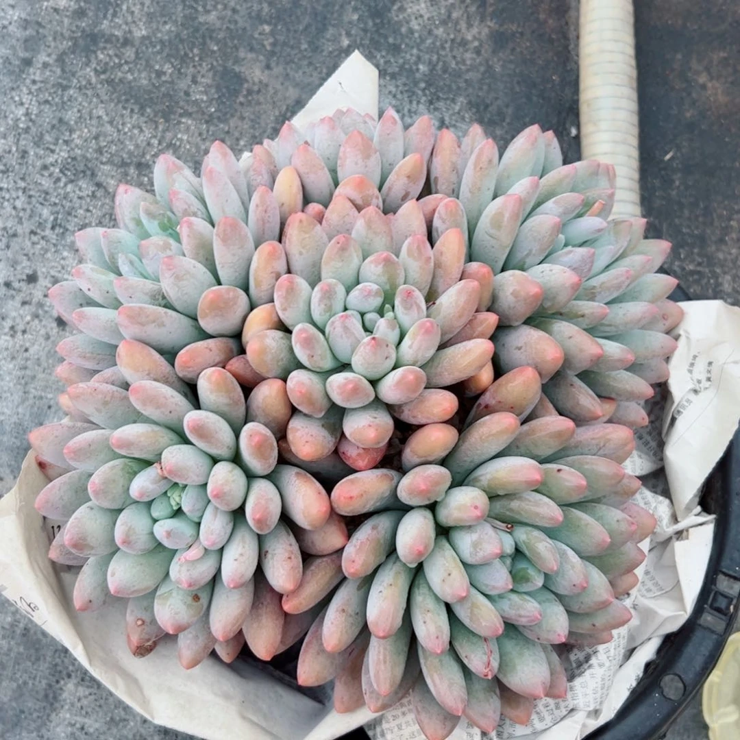 香水宝贝多肉植物