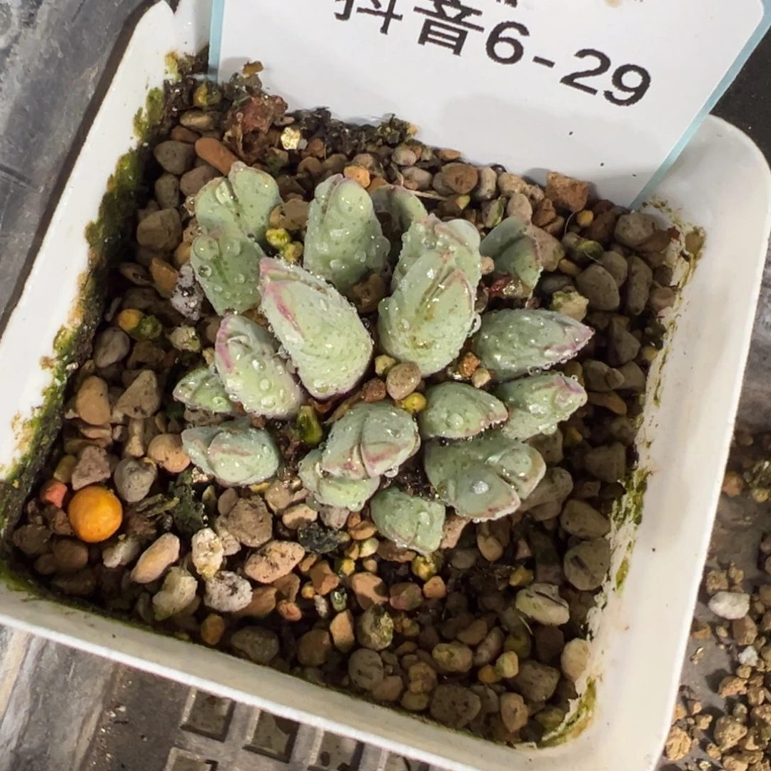 恶****使6-29肉锥多肉植物，