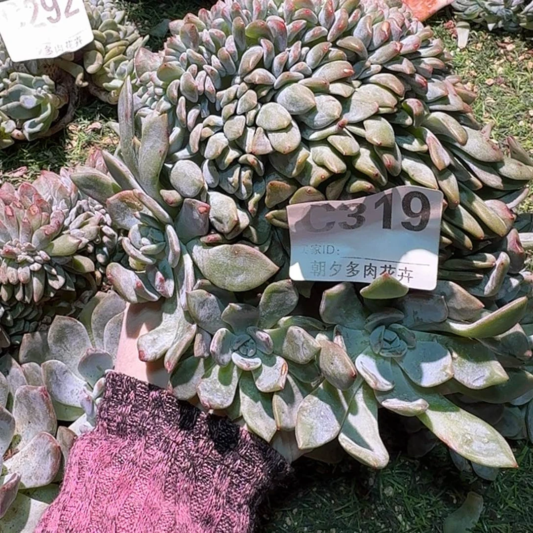 虫***虫星影缀化呀呀呀呀