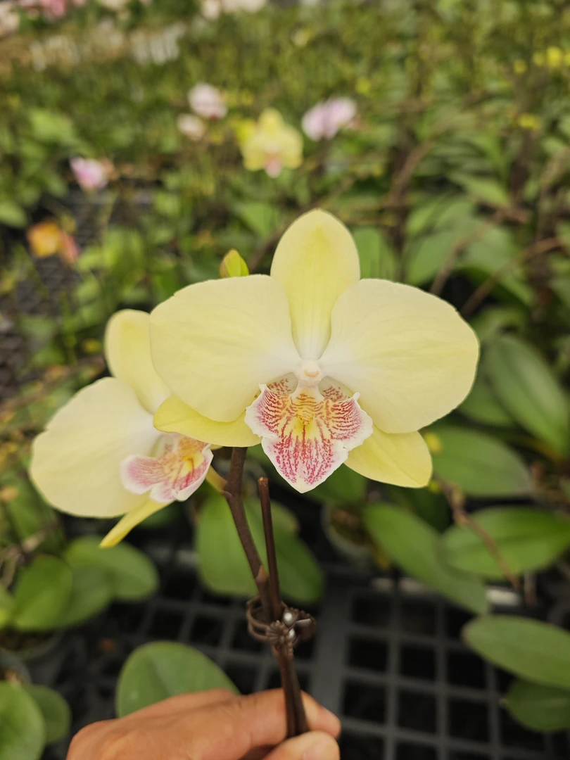 【春娇】蝴蝶兰  带花带花苞  3.0寸杯
