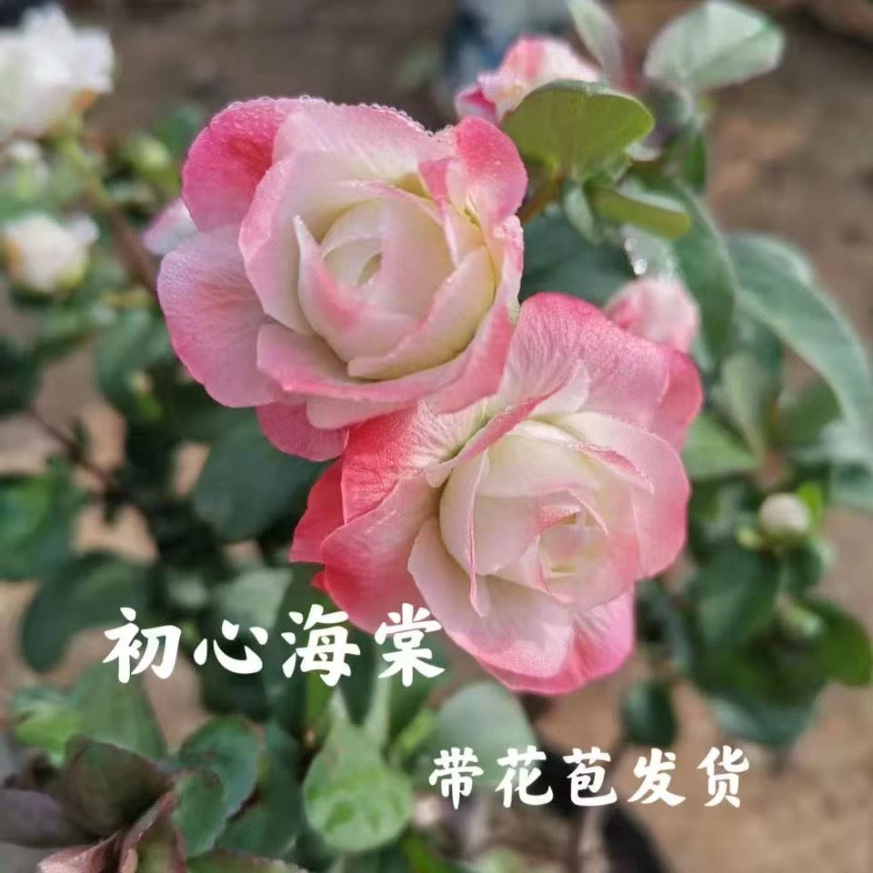 【渐变】初心海棠花耐旱耐寒耐高温