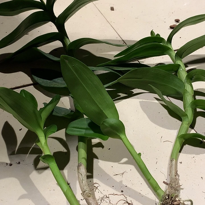 当前无花栽培后可以开花誓言两大壮苗带2新苗
