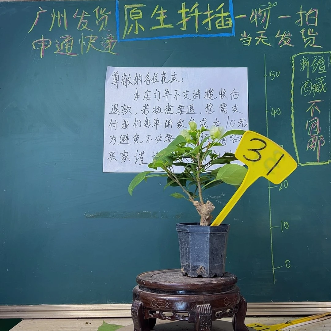 当前无花栽培后可以开花绿樱 大宝31