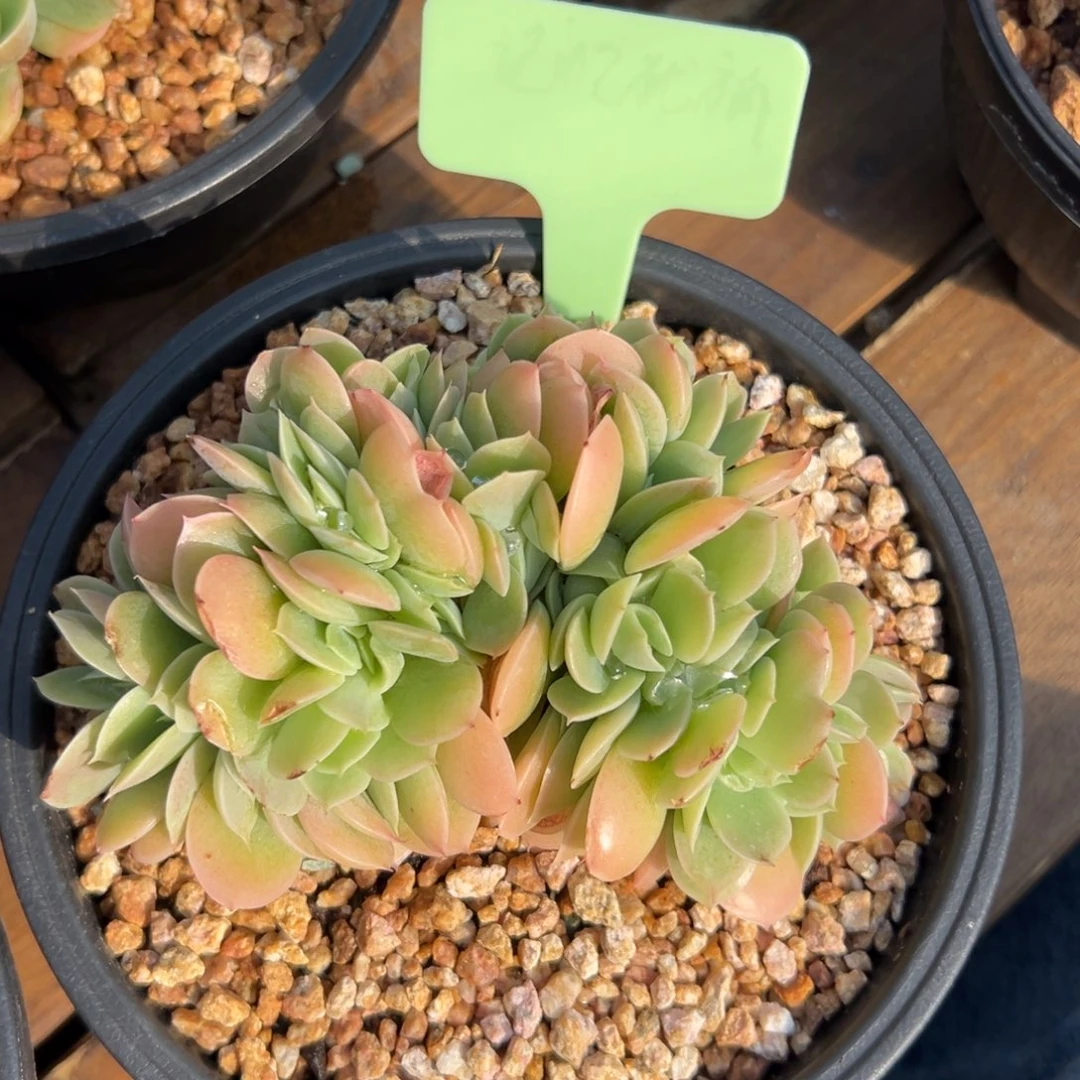 星娜塔缀化111111111111111