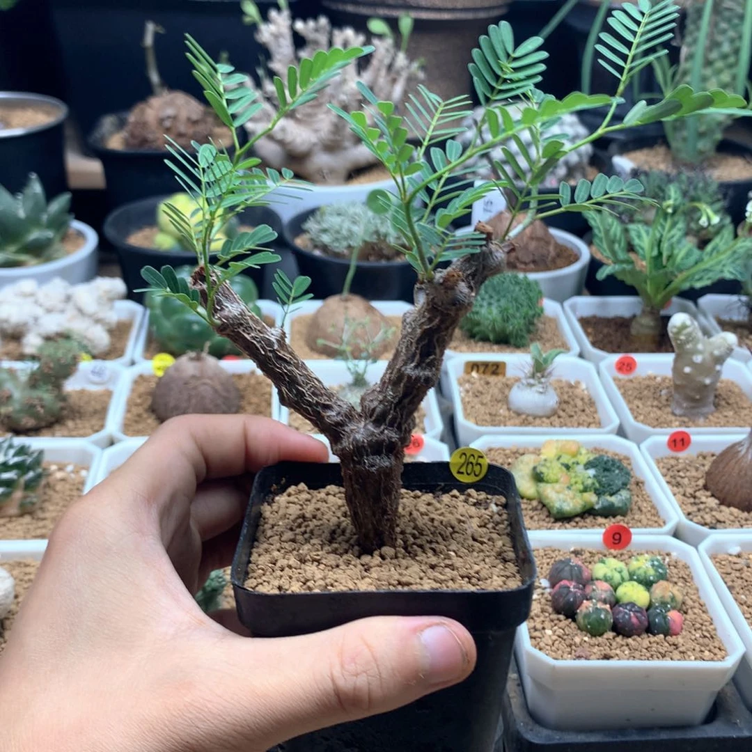 实生沙漠苏木带盆