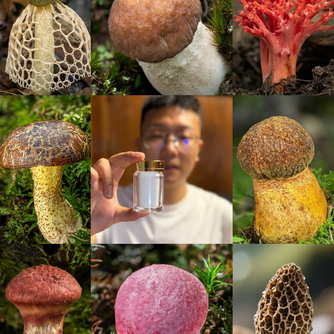 【边缅土特产-Z10041–L16】重65g/现收山货