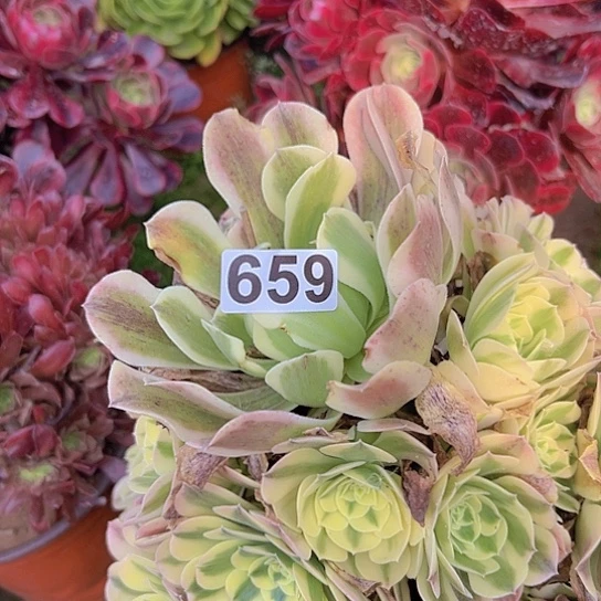 傲****多肉植物一个