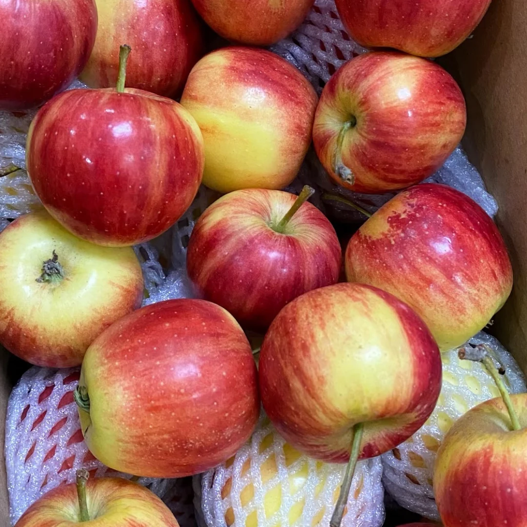 小苹果 新鲜水果辽宁省