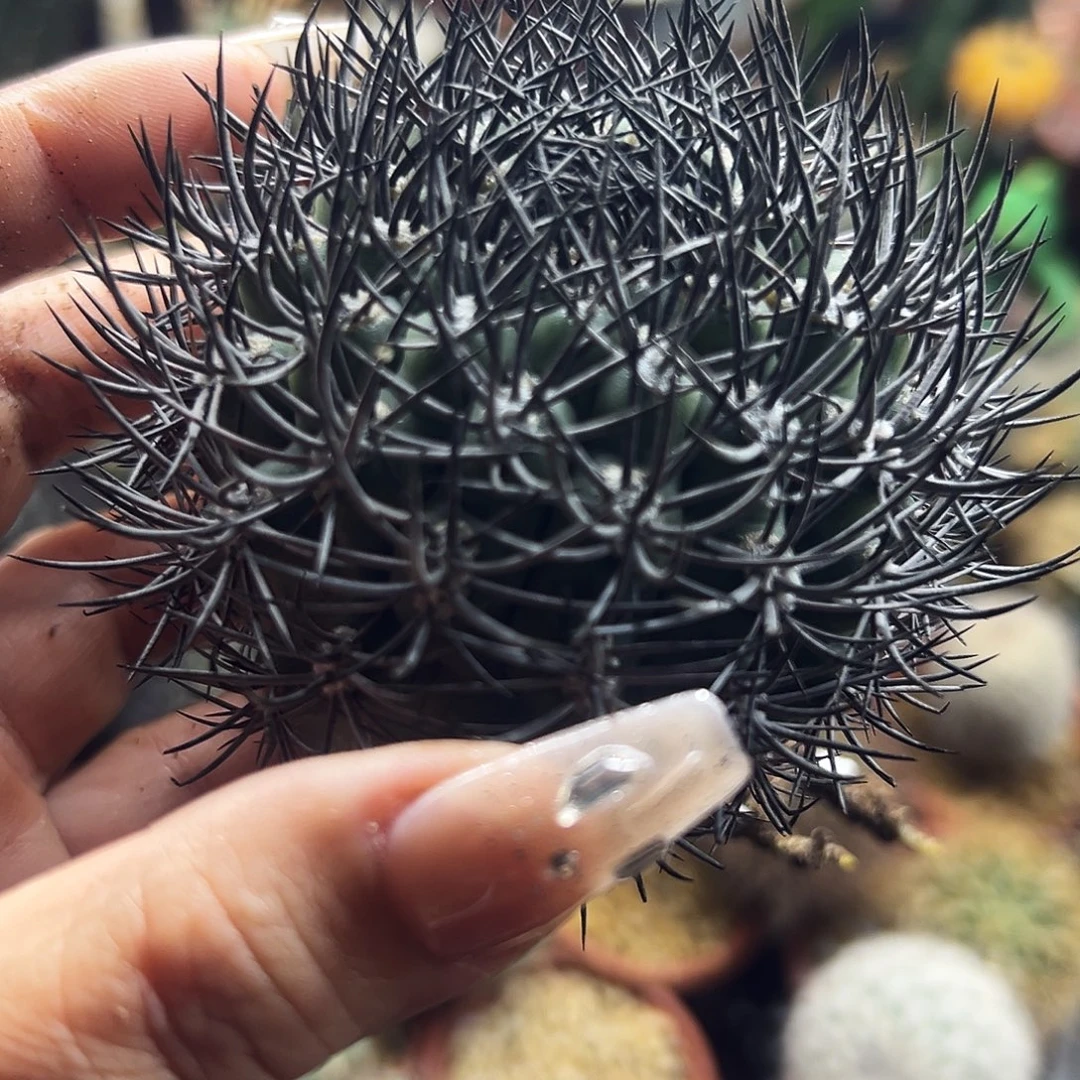 黑刺逆豹有根仙人球6666666