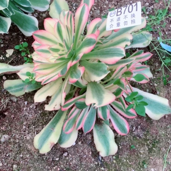 多肉植物701多肉